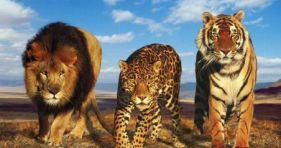 entertain Big-Cats-lions-tigers-leopards