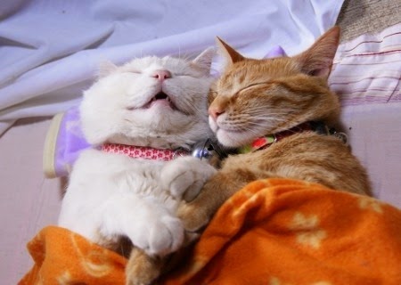 Cutest Relationships Animals-cats-cute-awww-hugs