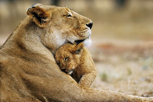 Cutest Relationships-big cats-lion-cub-cute