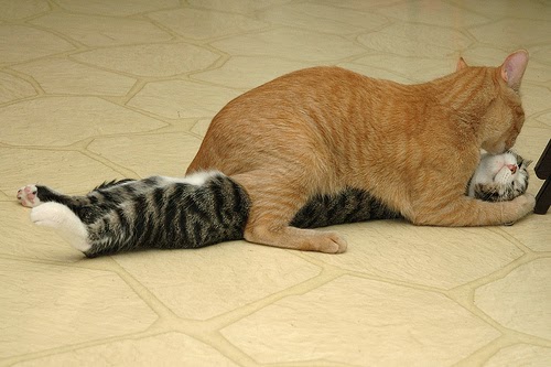 Cutest Relationships-cat hugs-kittens-hugs