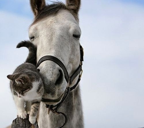 Cutest Relationships-cats-cat loves horse-cute