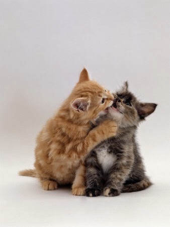 Cutest Relationships-kitten love-cats-adorable