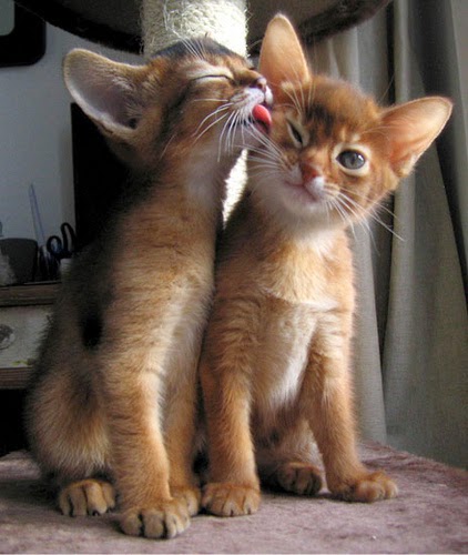Cutest Relationships-kittens-love-kisses