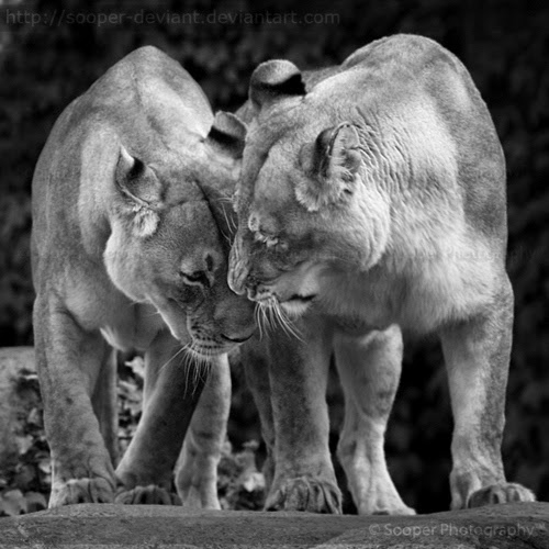 Cutest Relationships-lion king-lion love-big cats