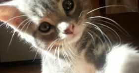awwwgasm-cats-kitten cat selfies-adorable cat selfies