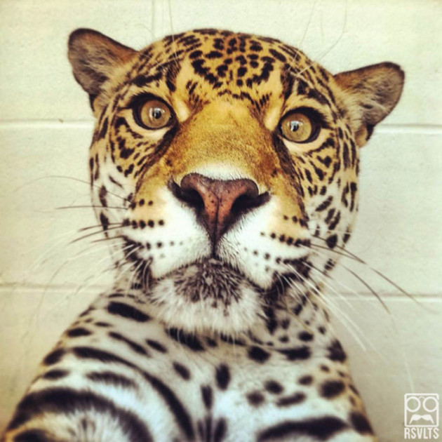 big cats-leopards-selfies-animals-cute-selfie-15