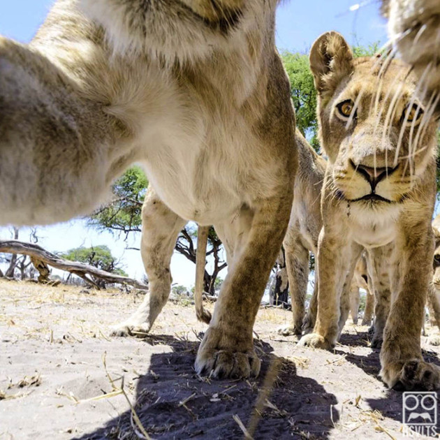 big cats-lions-selfies-animals-cute-selfie-7