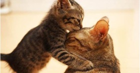 cat love-kitten-cuteness-kisses-cats