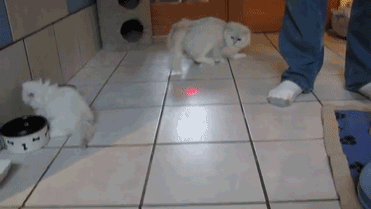cat vs laser-wax on wax off-ninja cat-lol