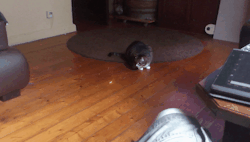 cathletes-cats vs laser pointer-warmup-neck rolls
