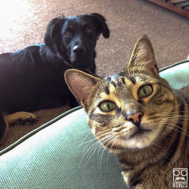 cats-dog and cat-selfies-animals-cute-selfie-rottweiler-10