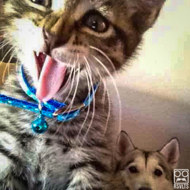 cats-dog and cat-selfies-animals-cute-selfie-tongue out-5