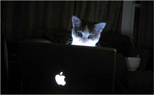 cats-kitten-computer-technician-lol