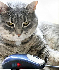 cats-mouse-technology-kitten-cute