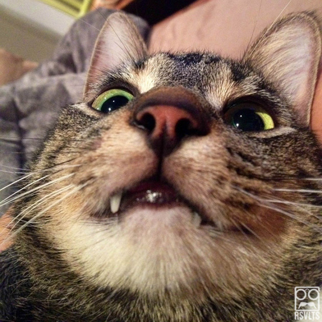 cats-selfies-animals-cute-selfie-1