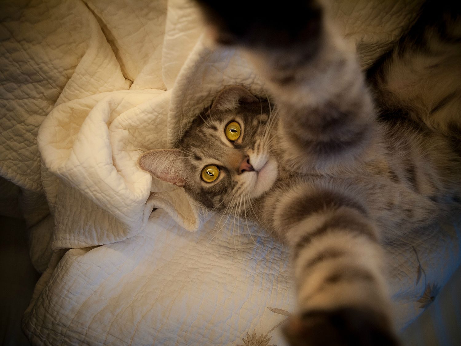 cats-selfies-animals-cute-selfie-15
