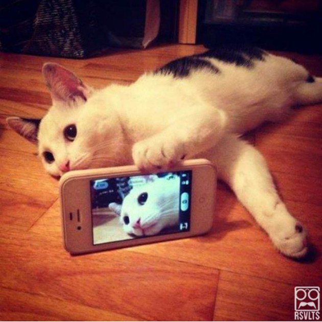 cats-selfies-animals-cute-selfie-2