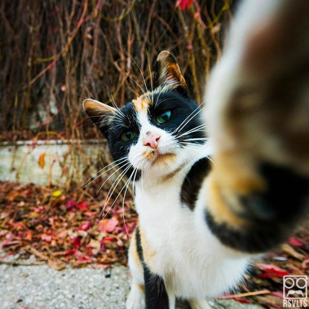 cats-selfies-animals-cute-selfie-3