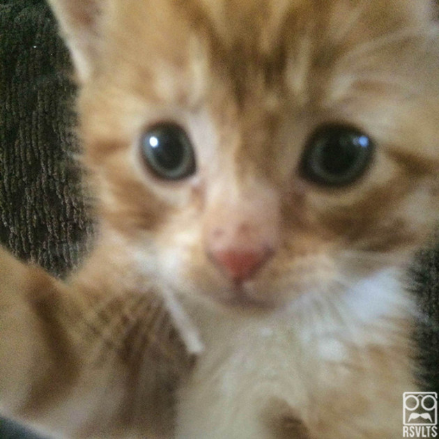 cats-selfies-animals-cute-selfie-kitten-kitty cat-11