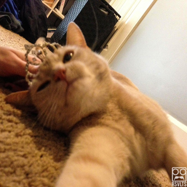 cats-selfies-animals-cute-selfie-princess-kitty cat-12
