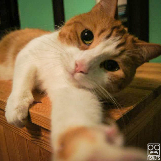 cats-selfies-animals-cute-selfie-tabby cat-4