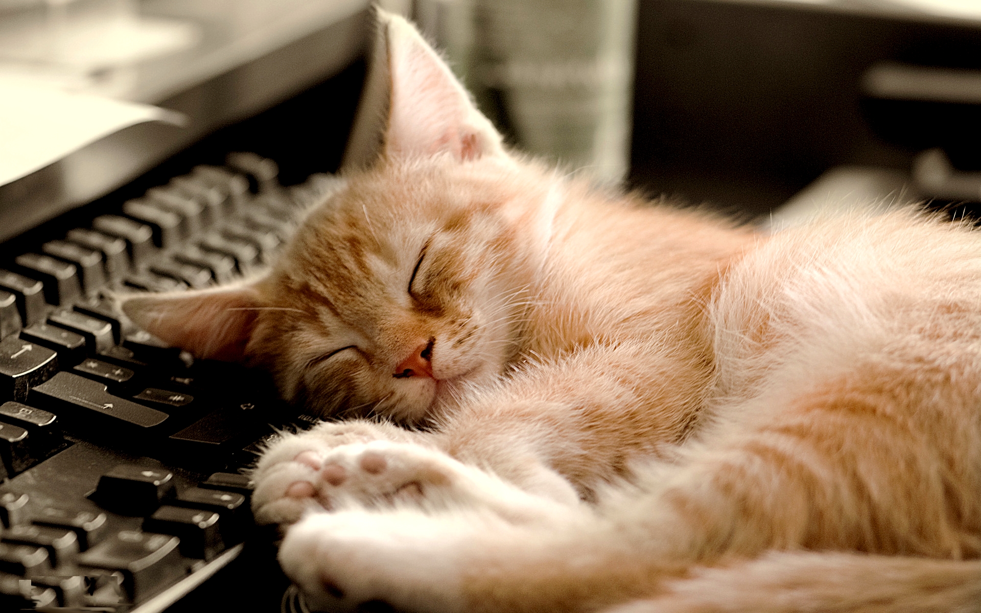 cats_purrfect-cat-nap_technology-kitten-lazy