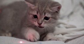 cute kitten_laser_pointer_cats vs lasers
