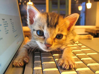 kitten-cute-adorable-laptop-tech-cats
