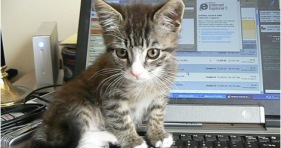 kittens-cats-kitty-technology-cats-cute-adorable