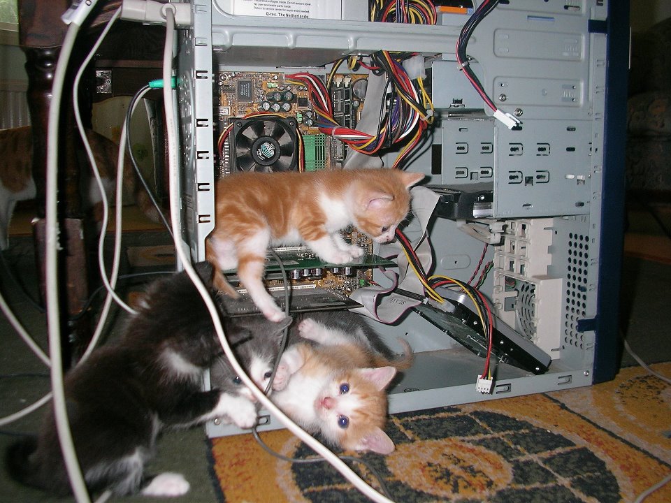 kittens fixing computers-cute-technology-cats