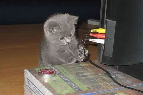kitty-hooks-up-dvd-cats-cute-technology