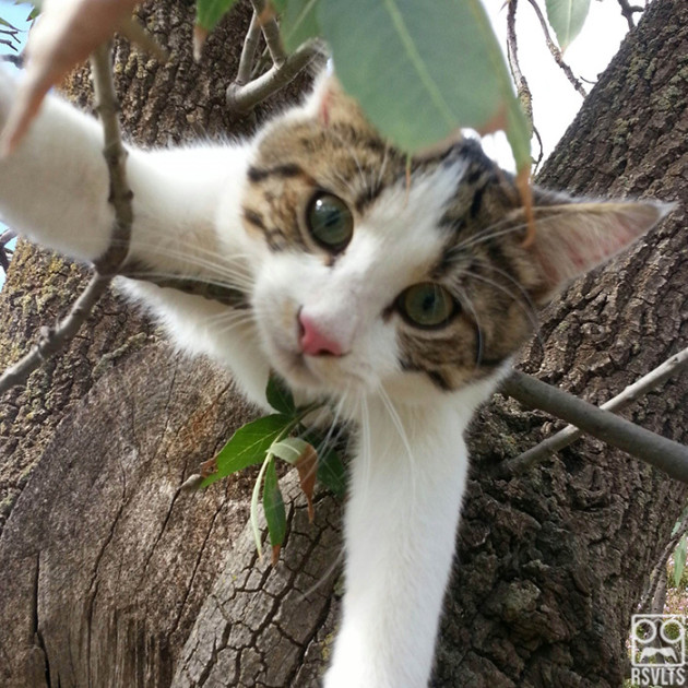 outdoor cat-cats-tree kitty-selfies-animals-cute-selfie-9