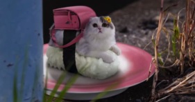 sushi cats-cats-kittens-cute-lol-wtf