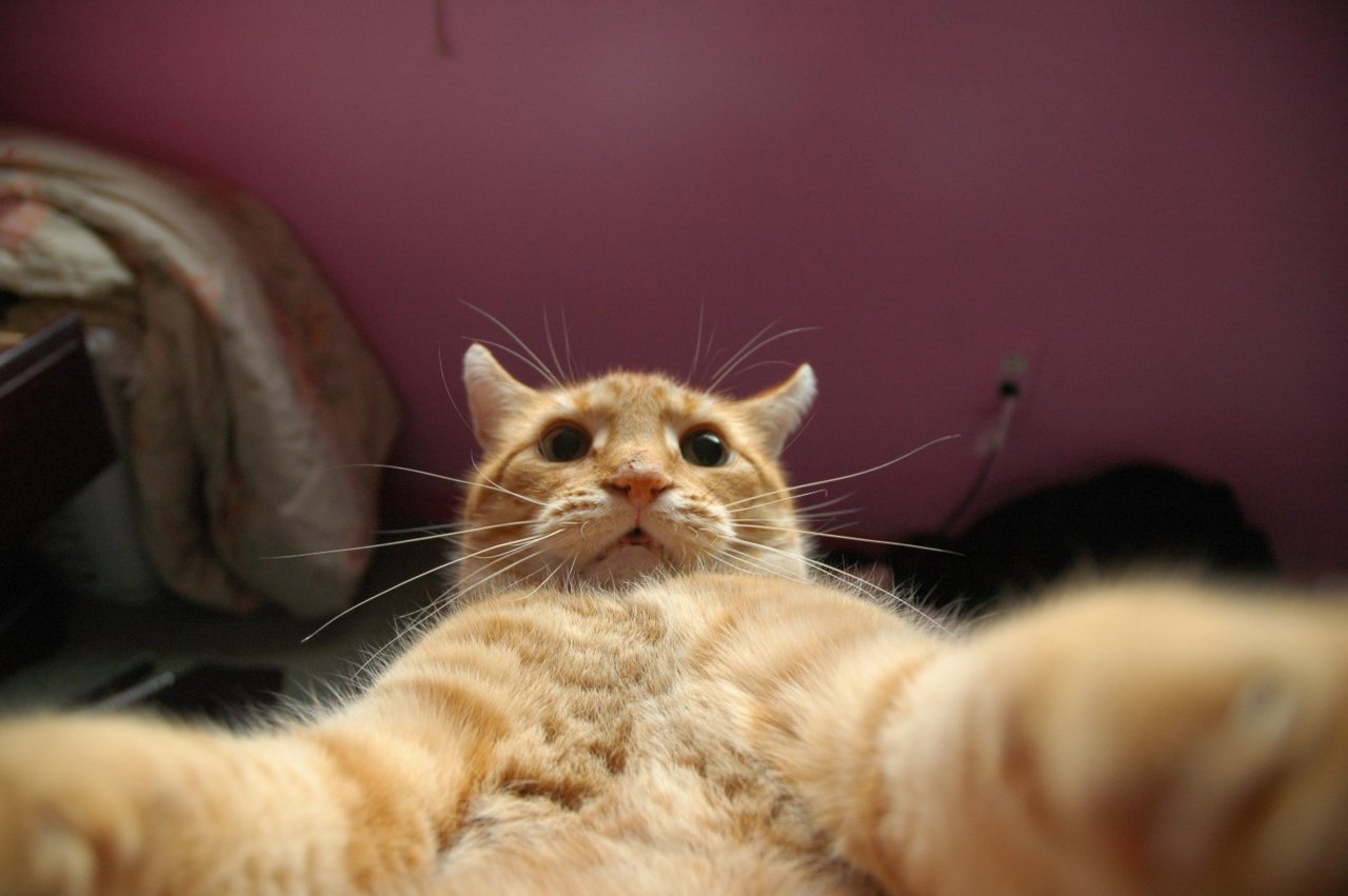 tabby cats-selfies-animals-cute-selfie-16