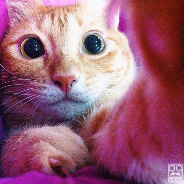 up close cat-cats-kitten-selfies-animals-cute-selfie-tabby-13