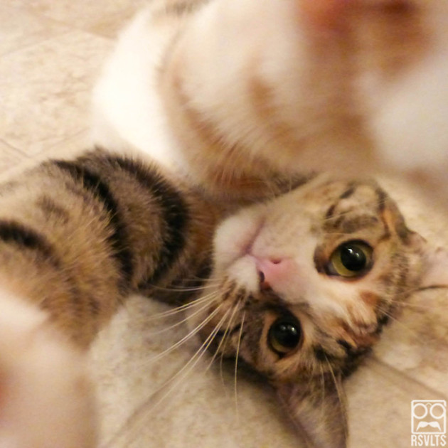 upside down cat-cats-lions-selfies-animals-cute-selfie-8