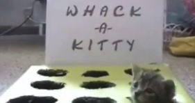 whack-a-kitty-kittens-adorable-cats