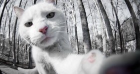 white cat-selfies-cats kittens-cute cat