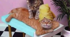 kitten beauty spa happy cats massages animals relaxing