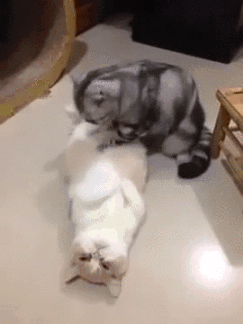 cats kittens deep tissue massages adorable