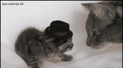 jerk cats kitten in hat cute
