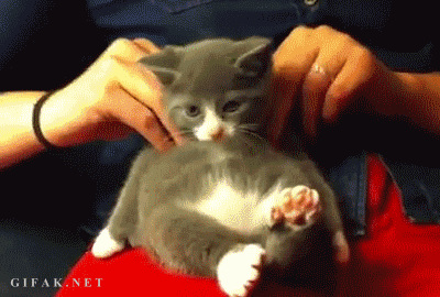 kitten massage cute adorable grey cat