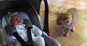 kitten meets newborn cute adorable cats