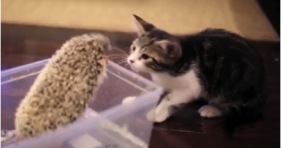 kittens kitten meets baby hedgehog cute adorable
