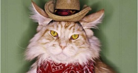 meow mix kitties country song music cats cowboy cat