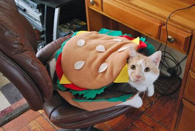 Funny-Halloween-Costumes-for-Cats cheeseburger burger kitten