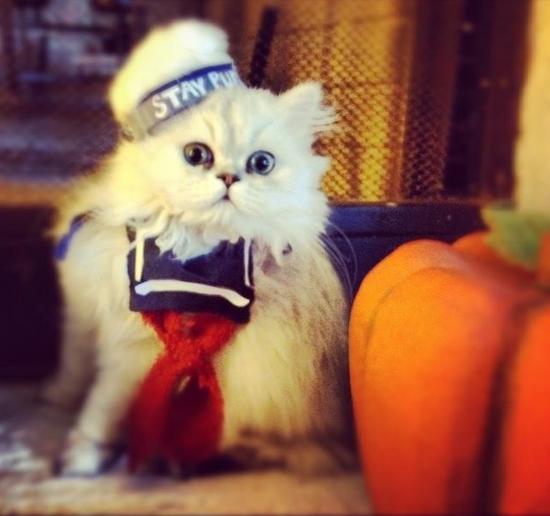 Stay Puft Marshmallow Man Cat Kitten Costume GhostBusters