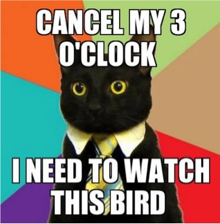 business cat meme i need to watch this bird