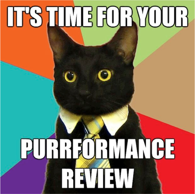 business cat meme purrrformance review funny