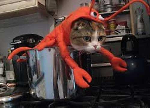 cat halloween costumes lobster kitten cute